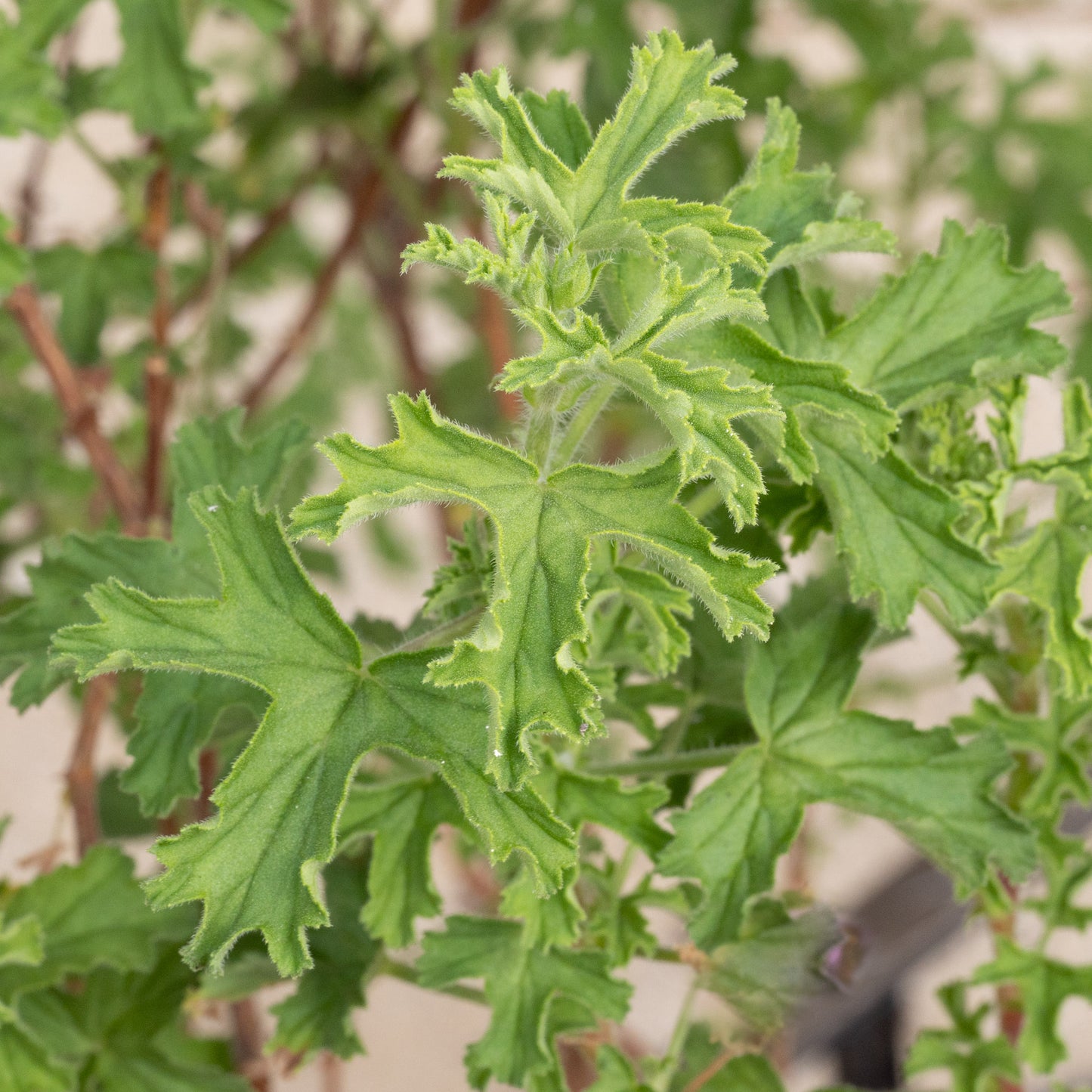 Pelargonium ‘Lemon Kiss’