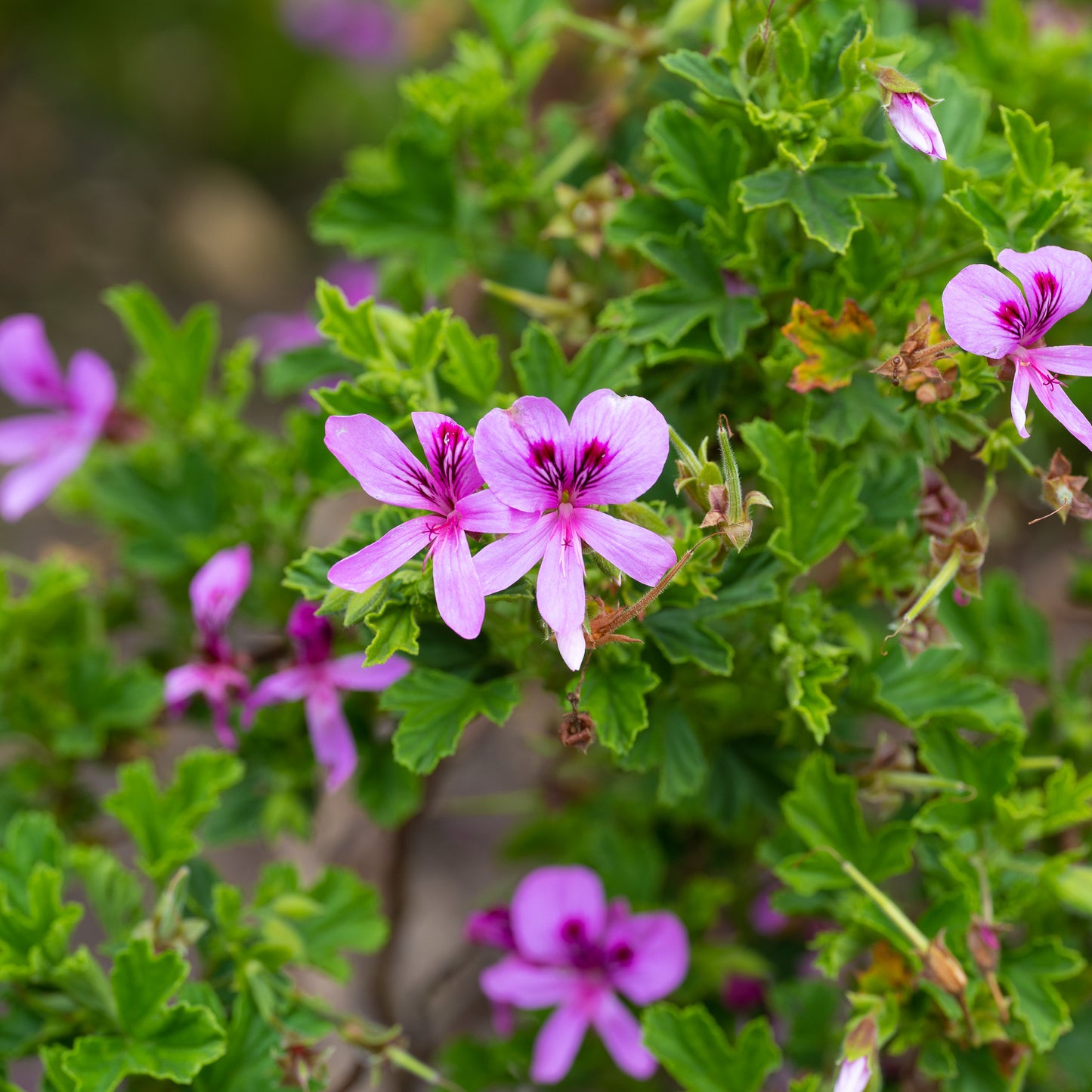 Pelargonium ‘Mabel Grey’