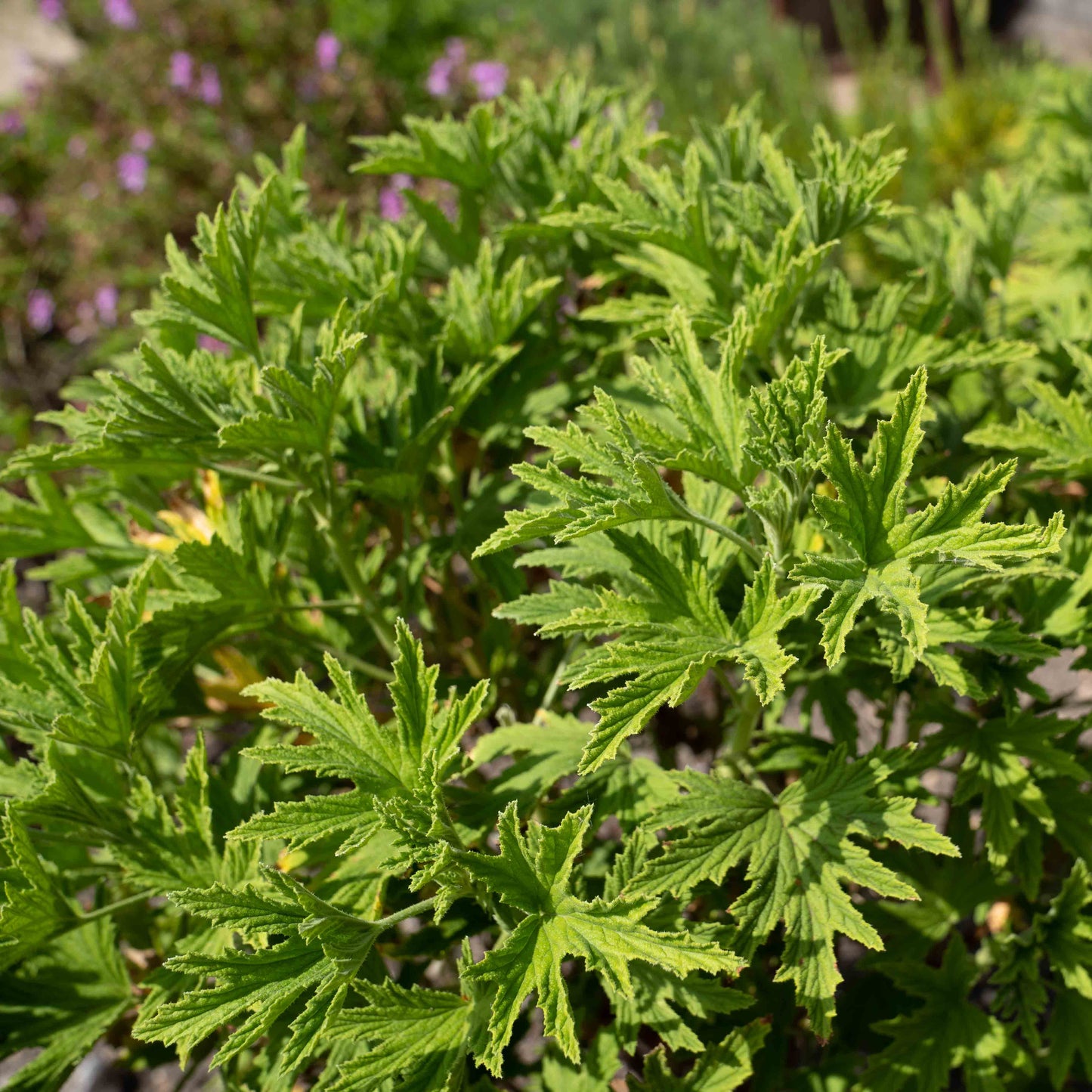 Pelargonium ‘Mabel Grey’