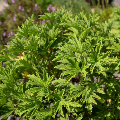 Pelargonium ‘Mabel Grey’