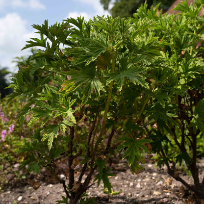 Pelargonium ‘Mabel Grey’