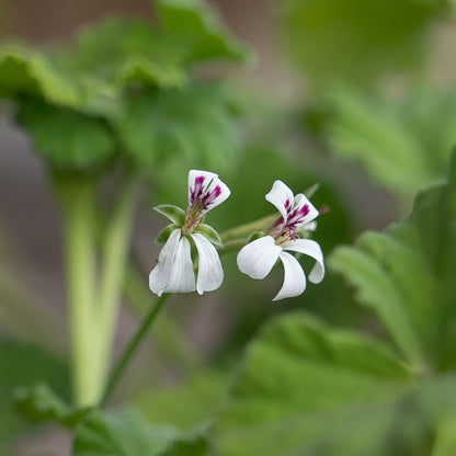 Pelargonium odoratissimum - AGM