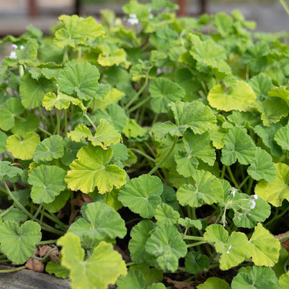 Pelargonium odoratissimum - AGM