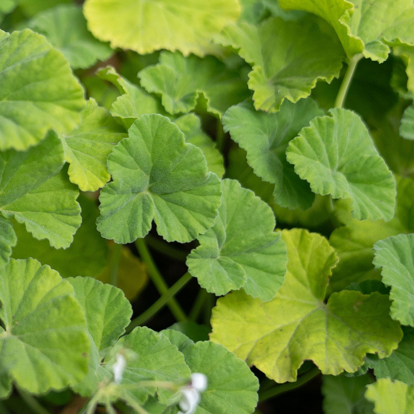 Pelargonium odoratissimum - AGM