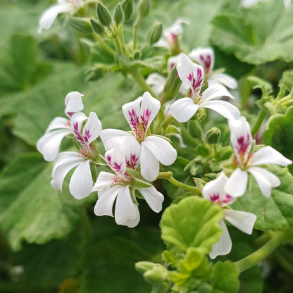 Autumn Plant Sales at Careys Secret Garden JUST £1 Entry Saturday 26th September