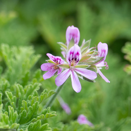 Pelargonium ‘Rose de Maroc’