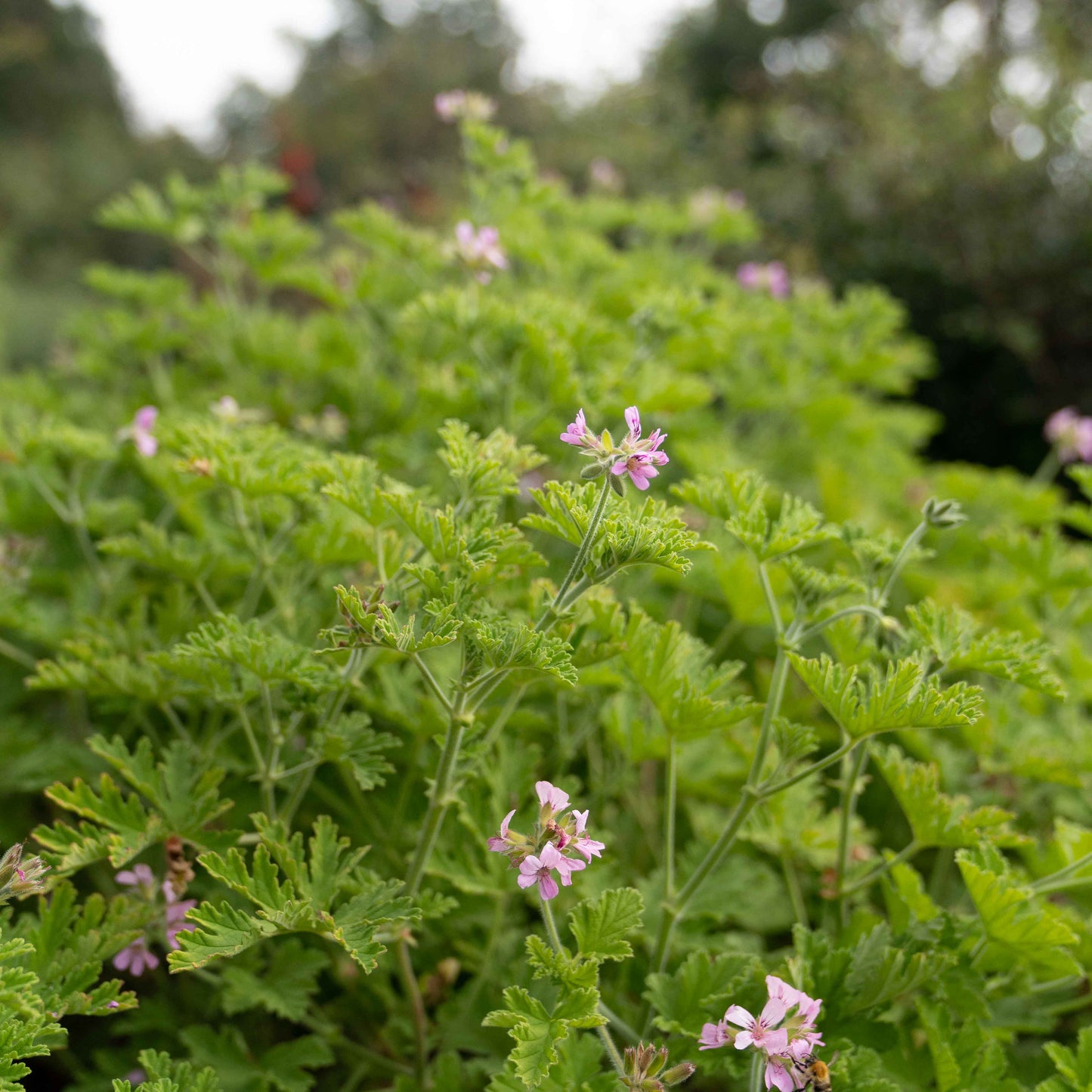 Pelargonium ‘Rose de Maroc’