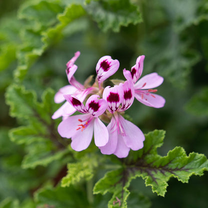 Pelargonium ‘Royal Oak’