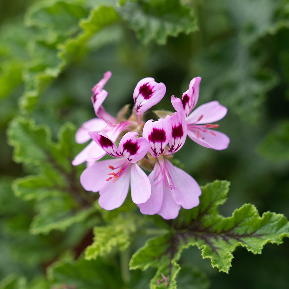 pelargoniums-careys-secret-garden