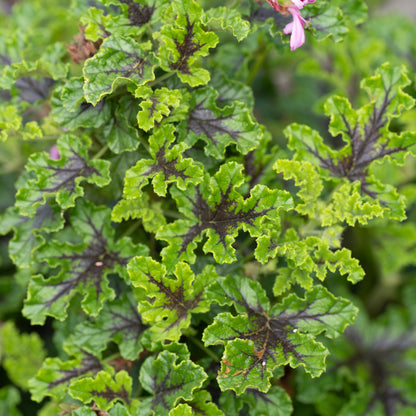 Pelargonium ‘Royal Oak’