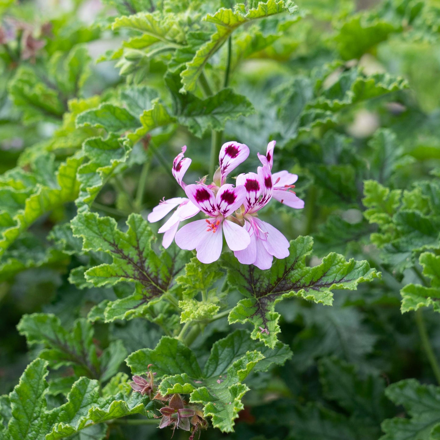 Pelargonium ‘Royal Oak’