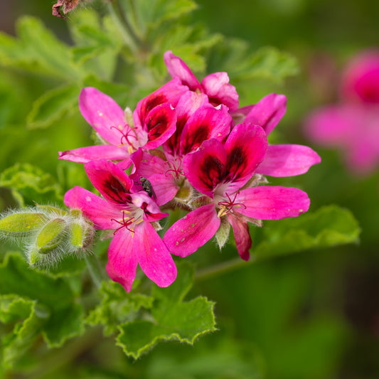 Pelargonium 'Vandersea'