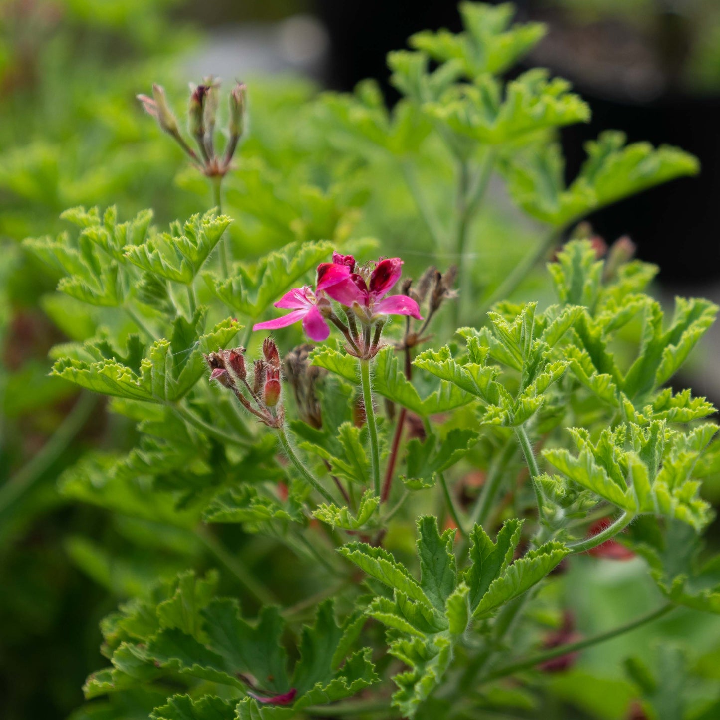 Pelargonium 'Vandersea'