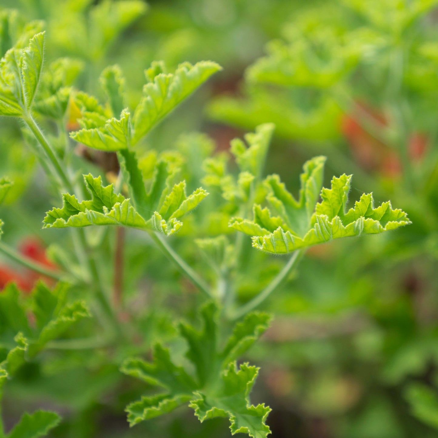 Pelargonium 'Vandersea'