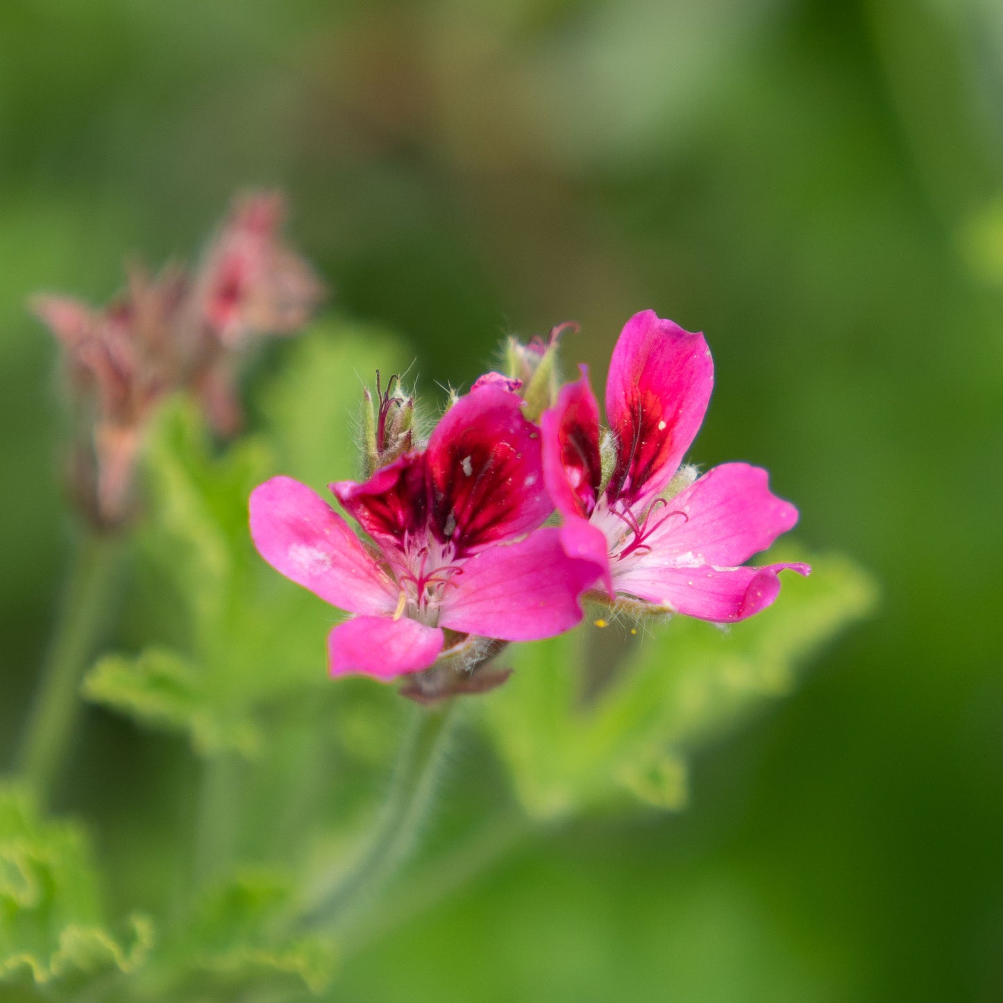 Pelargonium 'Vandersea'