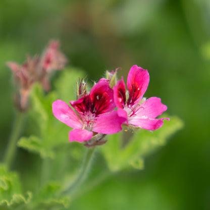 Pelargonium 'Vandersea'