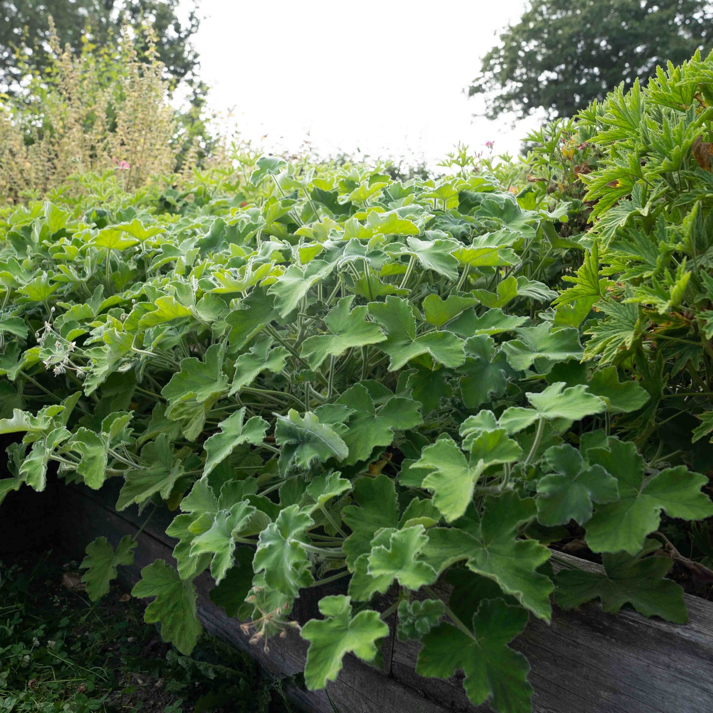 Pelargonium tomentosum - AGM