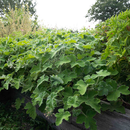 Pelargonium tomentosum - AGM