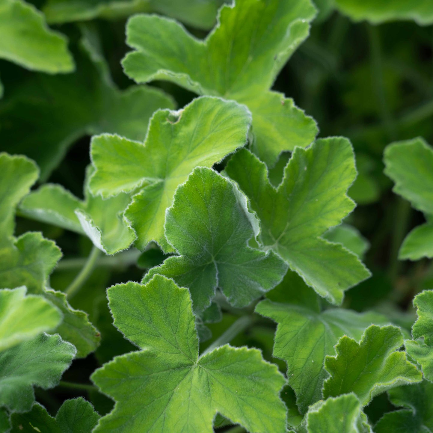 Pelargonium tomentosum - AGM