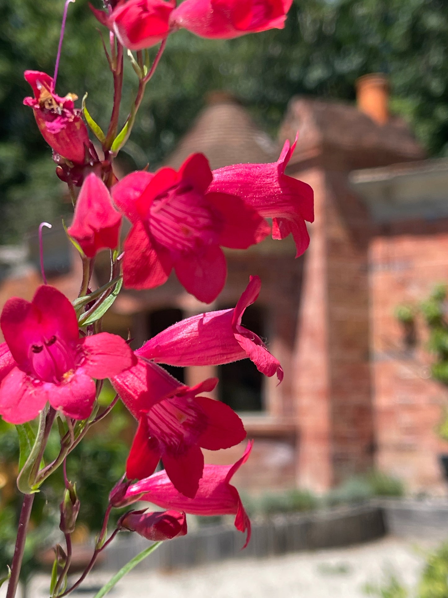 Penstemon 'Fire Bird'