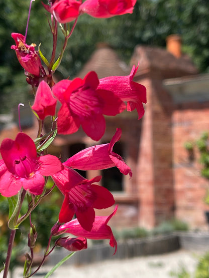 Penstemon 'Fire Bird'