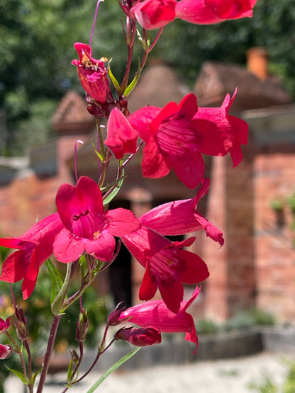 Penstemon 'Fire Bird'
