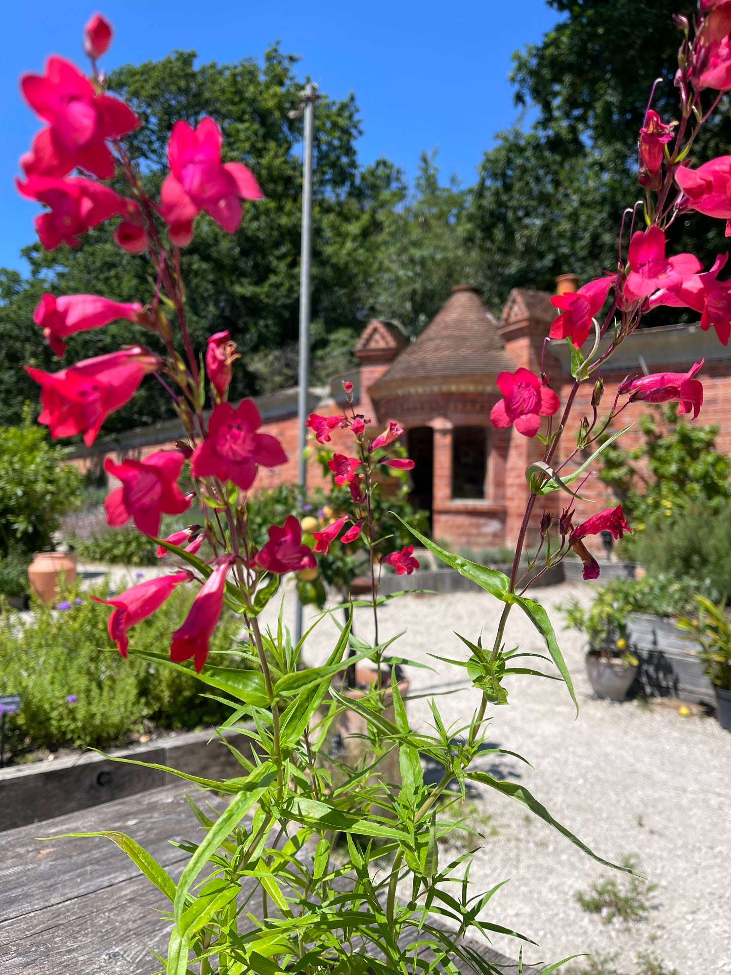 Penstemon 'Fire Bird'