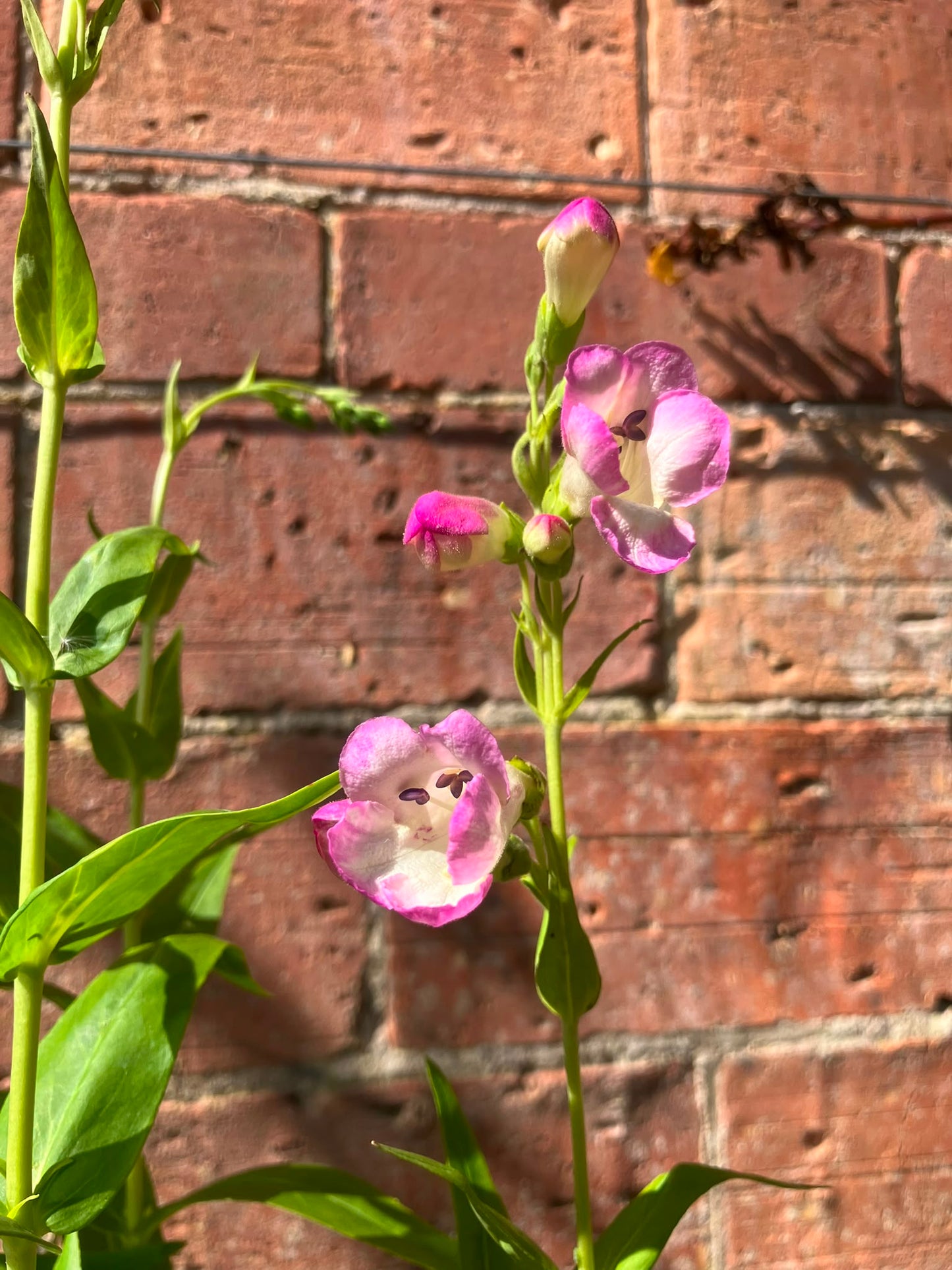 Penstemon 'Laura'