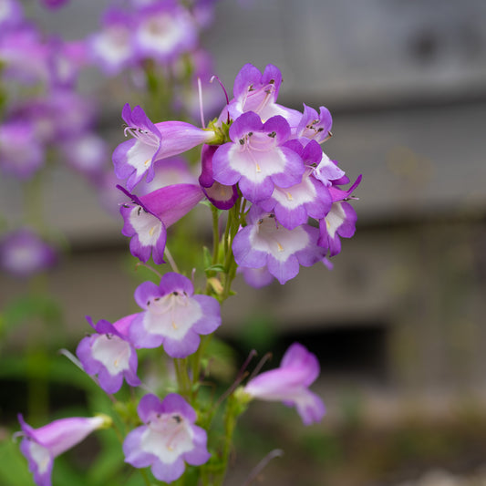 Penstemon 'Alice Hindley'