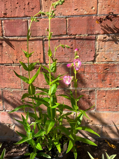 Penstemon 'Laura'