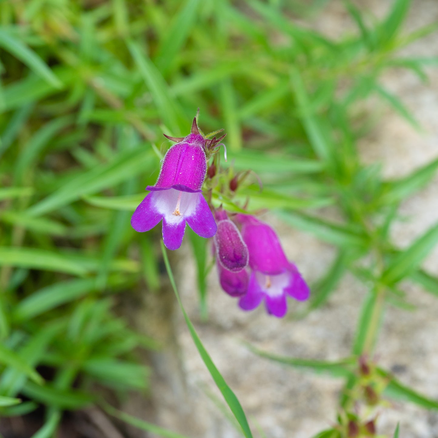 Penstemon x mexicali ‘Mauve’
