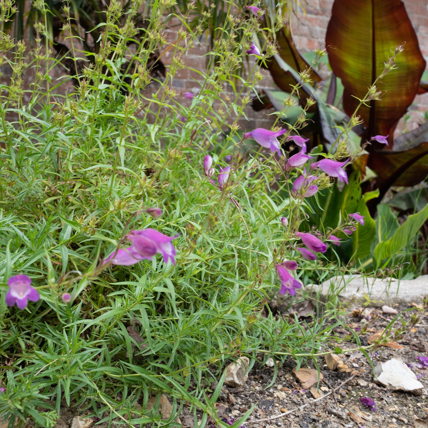 Penstemon x mexicali ‘Mauve’