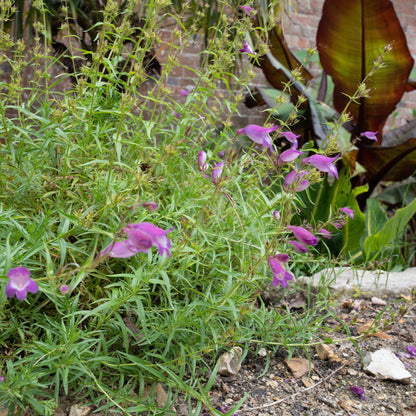 Penstemon x mexicali ‘Mauve’