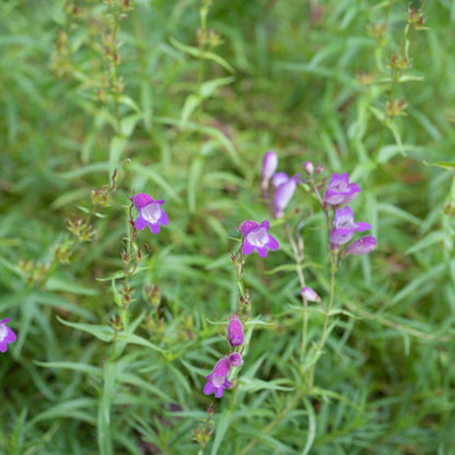 Penstemon x mexicali ‘Mauve’