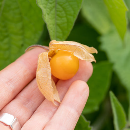 Autumn Plant Sales at Careys Secret Garden JUST £1 Entry 8th and 11th Oct 2025