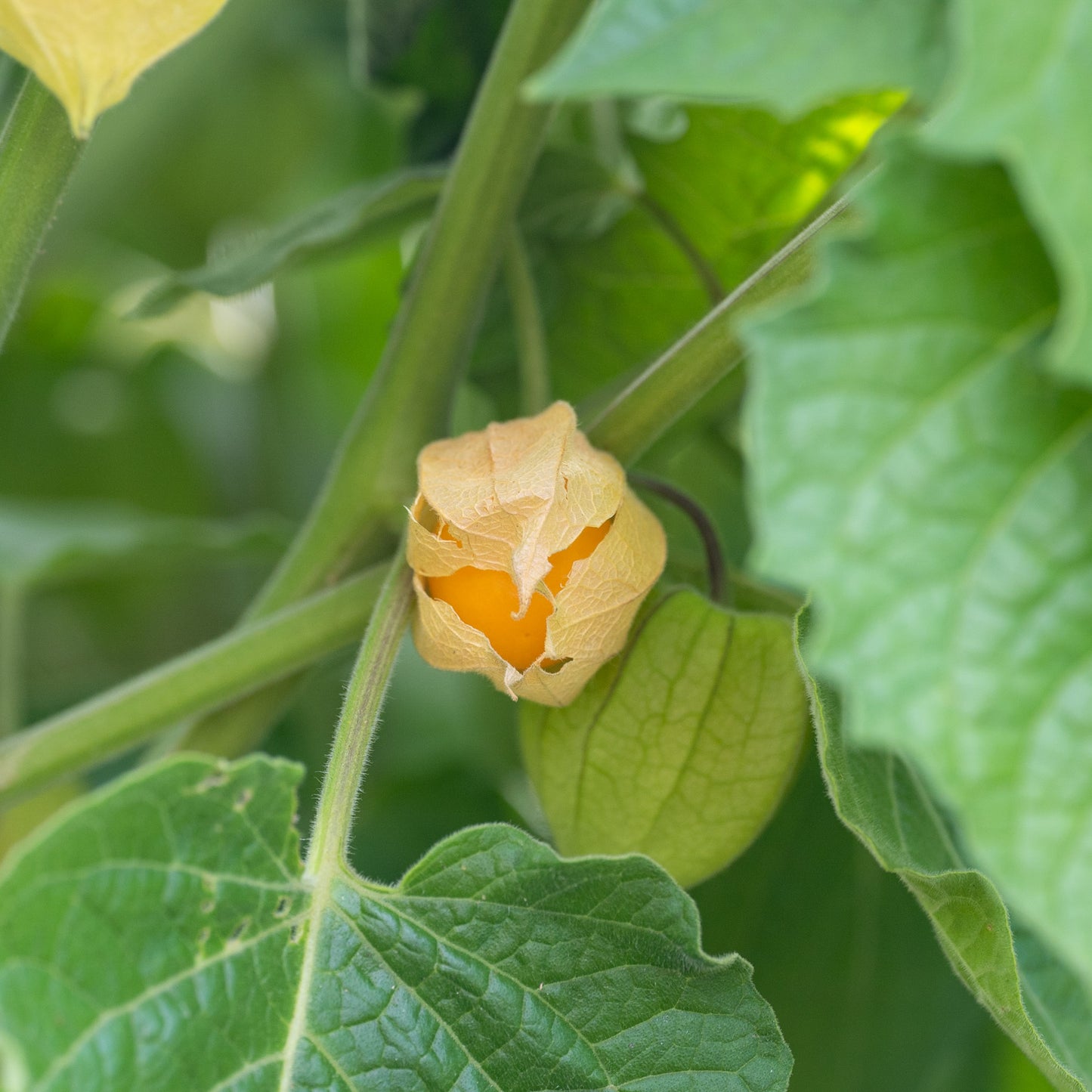 Physalis peruviana (Cape Gooseberry)