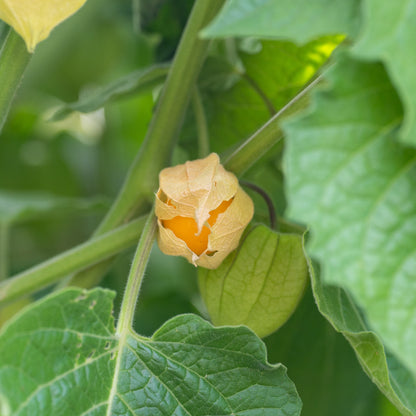 Physalis peruviana (Cape Gooseberry)