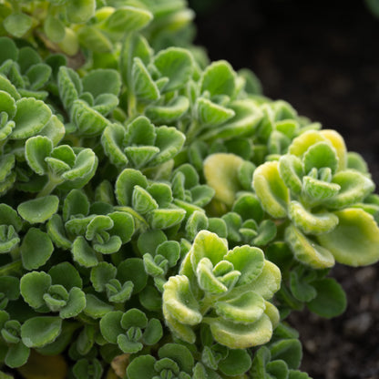 succulent vicks plant Plectranthus hadiensis var. tomentosus – Careys Secret Garden