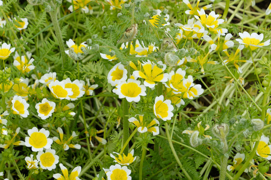 Easter: The Great Careys Spring Grow 1st - 3rd April 2026