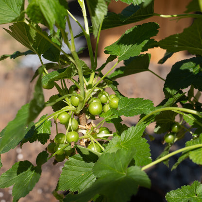 Ribes nigrum ‘Ben Connan’