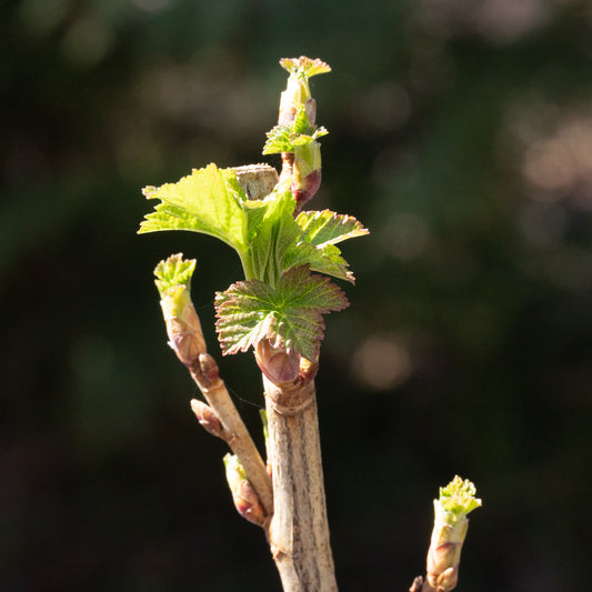 Ribes nigrum ‘Ben Connan’