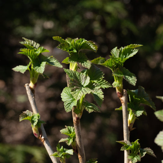 Ribes nigrum ‘Ben Lomond’