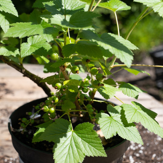 Ribes nigrum ‘Big Ben’