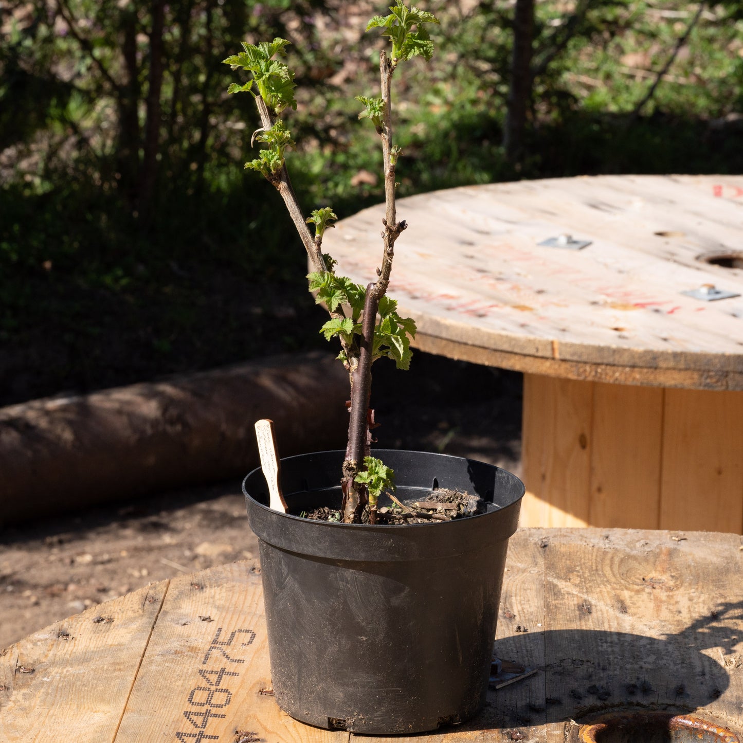 Ribes rubrum ‘Jonkheer van Tets’