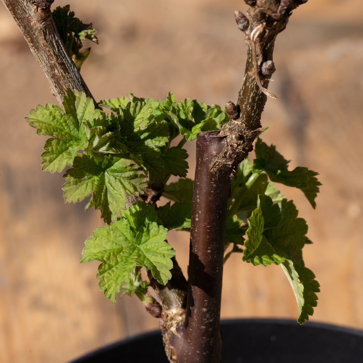 Ribes rubrum ‘Jonkheer van Tets’