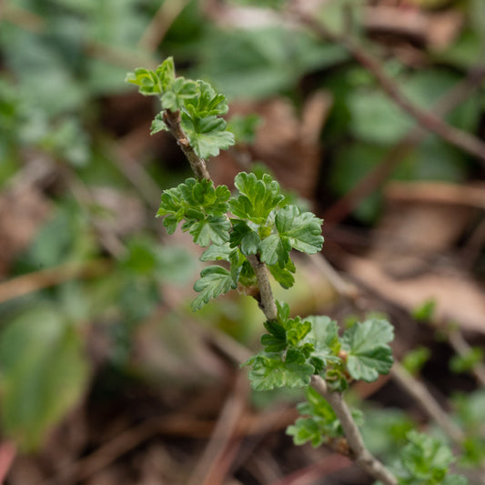 Ribes uva-crispa ‘Pax’