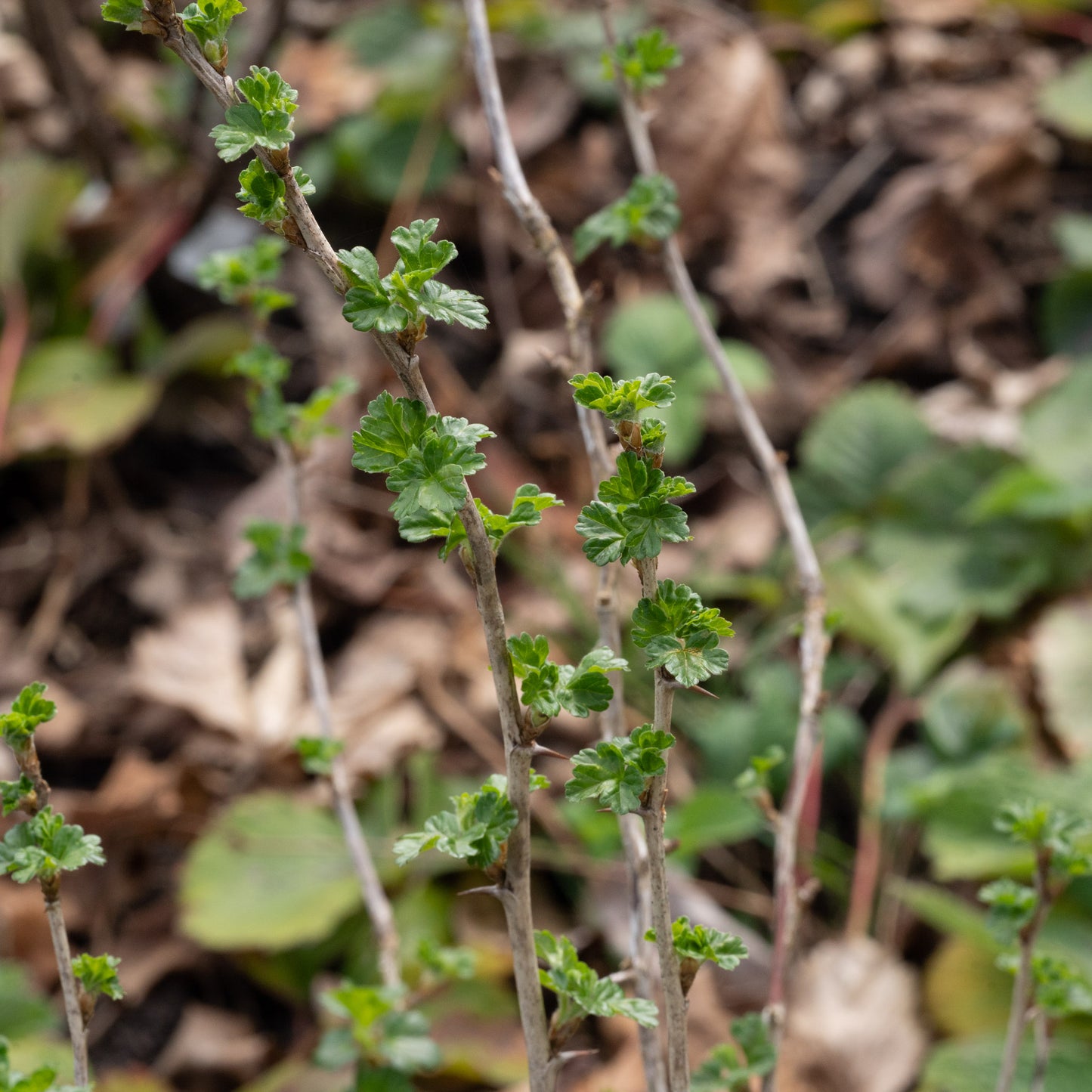 Ribes uva-crispa ‘Pax’
