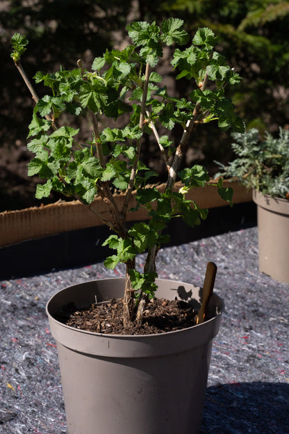 Ribes x nidigrolaria (Jostaberry)