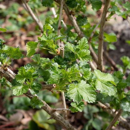 Ribes x nidigrolaria (Jostaberry)