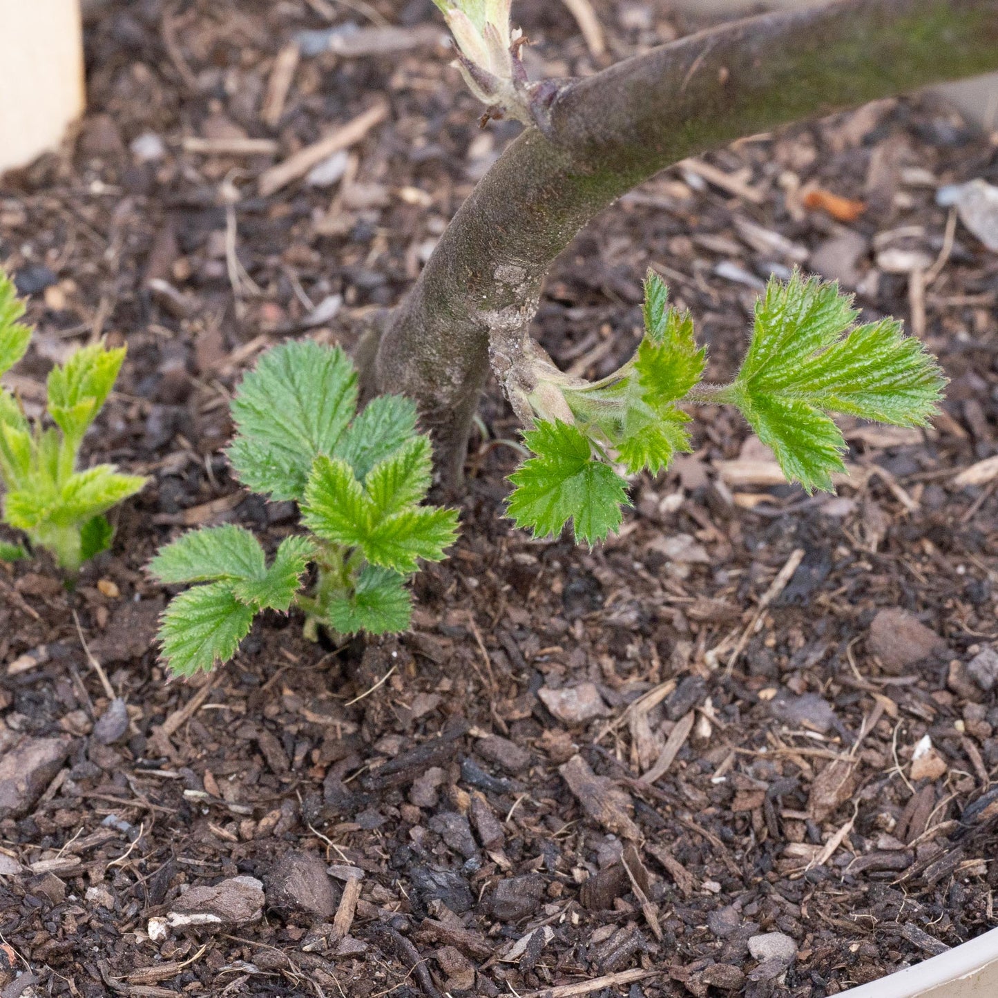 Rubus fruticosus ‘Merton Thornless’
